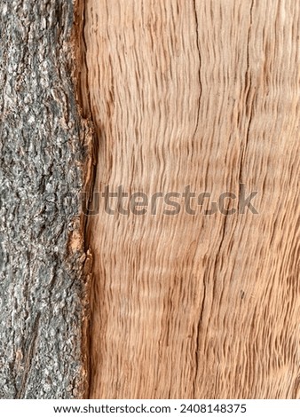 Peeling bark pattern is seamless texture from tree. For background wood work.