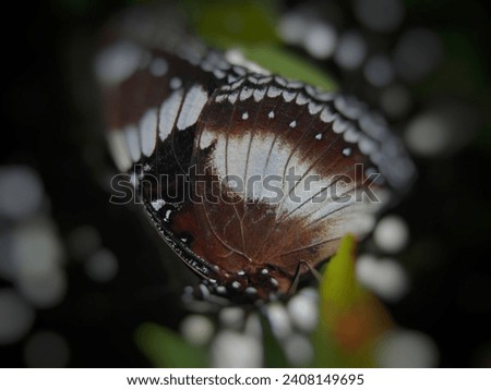 selective focus shot, low angle view, brown butterfly with white stripes perched on a leaf