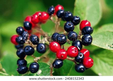 The fruit Viburnum lantana. Is an green at first, turning red, then finally black, wayfarer or wayfaring tree is a species of Viburnum in winter Royalty-Free Stock Photo #2408152343