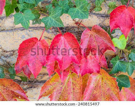 Colorful Grape Ivy climbing on a wall in autumn