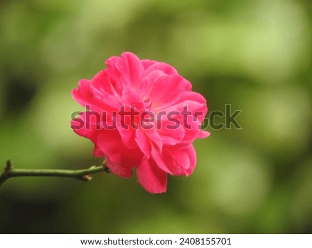 The queen of flowers rose is very beautiful and attractive