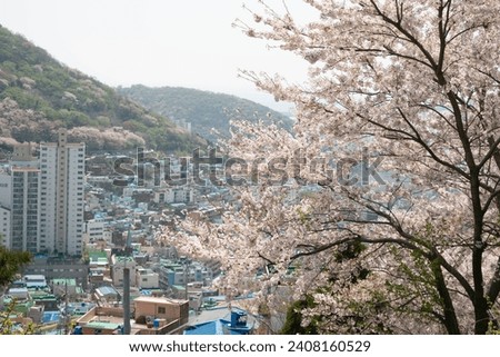blue houses in the background of cherry blossom