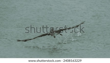 Brown pelican hunting between Treasure Island and St Pete beach, Tampa Bay, Florida