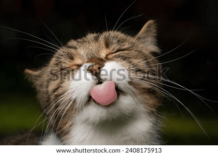 funny portrait of a cute british shorthair tabby white cat sticking out tongue with eyes closed.