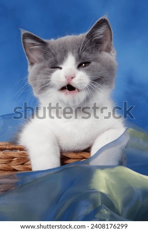 
yawning kitten. Norwegian Forest Cat.