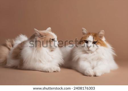 Two white and brown colored turkish van cats laying in front of a brown beige background, one looking into the camera and the other looking to the rig