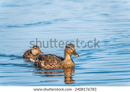 A family of ducks, a duck and its little ducklings are swimming in the water. The duck takes care of its newborn ducklings. Ducklings are all together included. Mallard, lat. Anas platyrhynchos Royalty-Free Stock Photo #2408176783