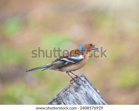 Common chaffinch sits on a tree. Beautiful songbird Common chaffinch in wildlife. The common chaffinch or simply the chaffinch, latin name Fringilla coelebs. Royalty-Free Stock Photo #2408176929