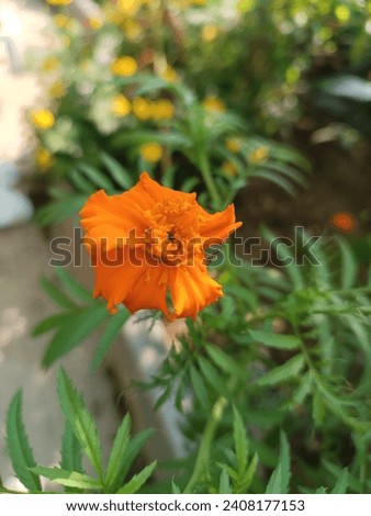 Picture of marigold blossoming on a marigold tree