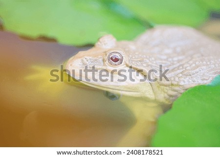 picture of frog in the pond
