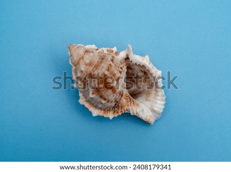 A close up of a sea shell on a blue surface