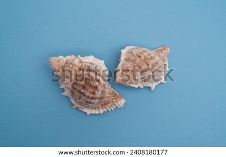 A close up of a couple of sea shell on a blue surface