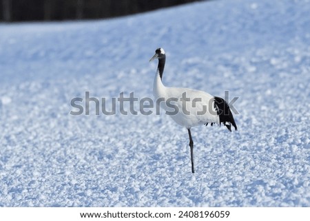 Bird watching, red-crowned crane, in
 winter Royalty-Free Stock Photo #2408196059