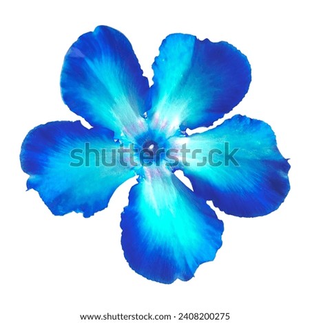 Blue Adenium obesum or desert rose tropical colorful ornamental plant. Photo of flowers isolated on a white or transparent background. Royalty-Free Stock Photo #2408200275