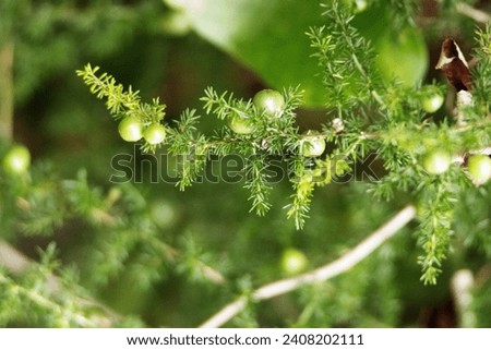 Wild asparagus (Asparagus acutifolius) with green unripe berries and leaves on a natural background