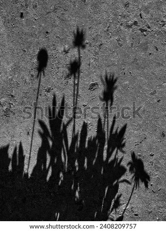Black and white art with silhouette Summer Plant shadows on the ground. BNW artwork. Vertical photo can used notebook print and card cover.  
