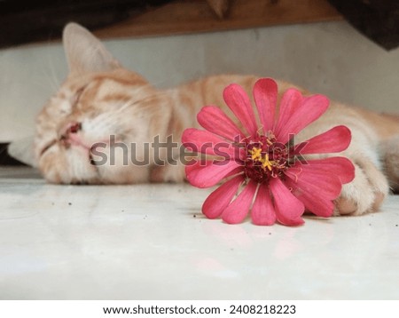 Flower and sleeping cat. animal 