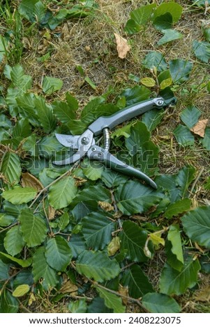 Hand pruning shears on freshly cut foliage on the ground. Close-up, vertical