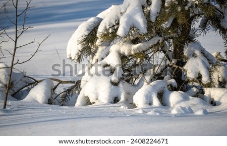 Spruce and pine trees covered with white snow, winter landscape. Frosty sunny day in winter.