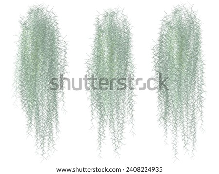 Spanish moss separated from white ground recorded with cutting path Royalty-Free Stock Photo #2408224935