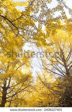 Beautiful yellow ginkgo leaves against blue sky. Skyward view of yellow ginkgo biloba trees. Copy space.