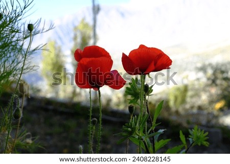 Close up of a grouop of red poppies at a hotel in Hunza Valley in Gilgit-Baltistan region of Pakistan.