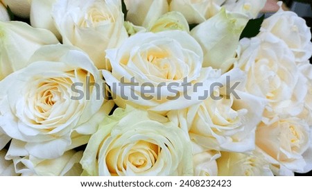 Beautiful yellow roses. A bouquet with beige roses.
