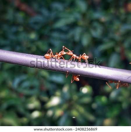 Two fire ants are exchanging food on the wire. That is the daily work of their life. Also it is the struggle of ants to survive in life. 