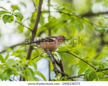 Common chaffinch sits on a tree. Beautiful songbird Common chaffinch in wildlife. The common chaffinch or simply the chaffinch, latin name Fringilla coelebs. Royalty-Free Stock Photo #2408238375