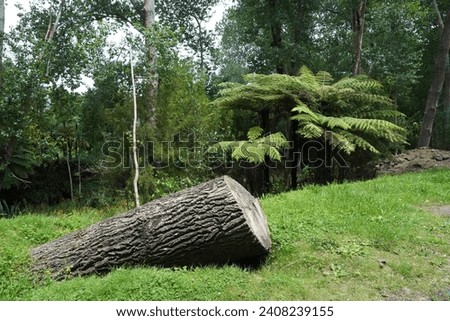 A forest view with tree ferns and a sawn log