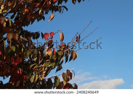 autumn, tree, leaves, rad leaves, sunset, fallen leaves