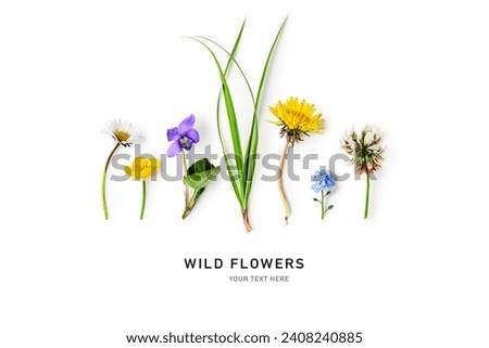 Meadow wild flower creative layout. Daisy, dandelion, violet viola, buttercup, clover flowers, grass isolated on white background. Design element. Springtime and summer nature. Flat lay, top view 
 Royalty-Free Stock Photo #2408240885
