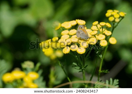 Small Heath butterfly (Coenonympha pamphilus) sitting on a yellow flower in Zurich, Switzerland Royalty-Free Stock Photo #2408243417