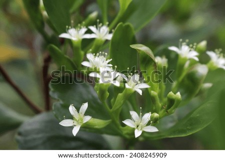 close up of white mangrove flower Royalty-Free Stock Photo #2408245909
