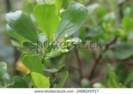 close up of white mangrove flower Royalty-Free Stock Photo #2408245917