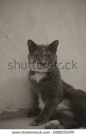 A captivating photo featuring a grey and white cat posing gracefully, facing the camera with a perfect blend of elegance and charm.