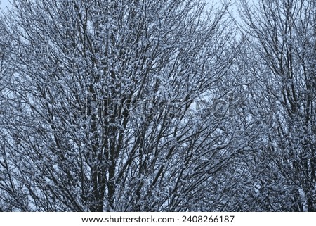  Background winter wonderland of scenic trees covered in white snow and snowflakes 