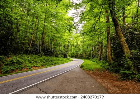 A lovely image of a road with trees on both sides