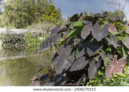 Colocasia Esculenta, Magic Black, poolside on a clear day. The focal point on the leaves is clearly visible in detail. Place the subject on the right-hand side of the image. Picture edges add effects