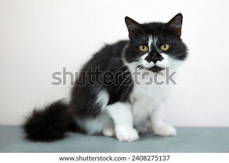 Black and white cat with yellow eyes on white background