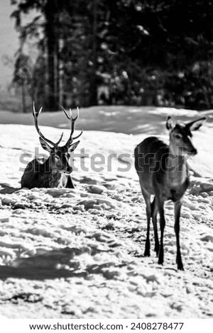 Black and white deer in a snow-covered meadow near the pine forest