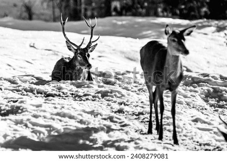 Black and white deer in a snow-covered meadow near the pine forest