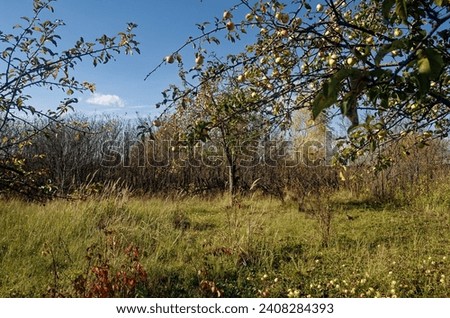 Apple orchard in the village in autumn, Russia