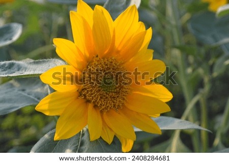Sunflower - is a species of large annual forb of the genus Helianthus. It is commonly grown as a crop for its edible oily seeds.