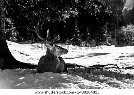 Black and white deer resting in a snow-covered meadow near the pine forest