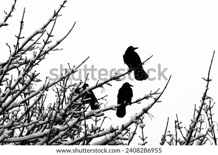 Nature, ravens on the snowy branches, beautiful snowy tree, winter time, natural background for text, black and white photo