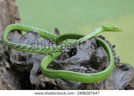 An oriental whipsnake hunts prey on a weathered tree trunk. This exotic reptile has the scientific name Ahaetulla prasina.
