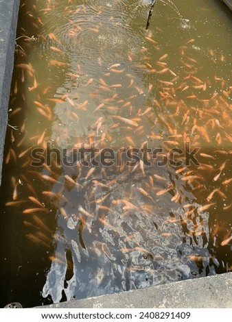 Lot of fish in the pond