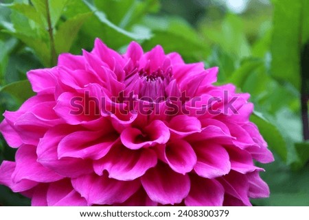 dahlia, pink rose purple dahlia, flower, blossom, plant, gift, birthday, mother's day, mother, family, grandma, colorful, plant, garden, dahlia garden, gardening, red, pink