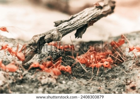 The fire ant in activity			